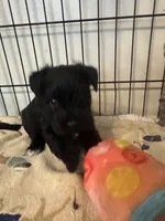 AKC Black Beauty , a female Miniature Schnauzer for sale in Adrian, MI – 2 of 3