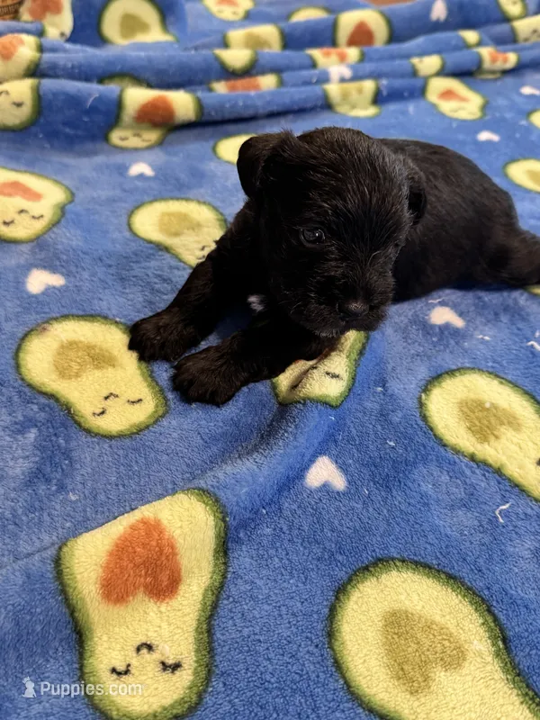 Beautiful Black AKC  – Miniature Schnauzer puppy for sale in Adrian, MI