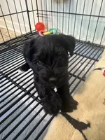 AKC Black Beauty , a female Miniature Schnauzer for sale in Adrian, MI – 1 of 3