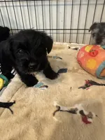 AKC Black Beauty , a female Miniature Schnauzer for sale in Adrian, MI – 3 of 3