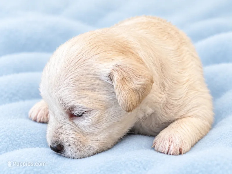 AKC Beautiful Cream  – Miniature Schnauzer puppy for sale in Adrian, MI