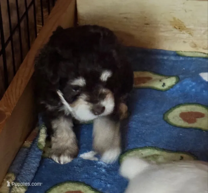 AKC Liver/Tan – Miniature Schnauzer puppy for sale in Adrian, MI