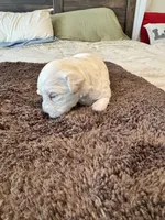 AKC Beautiful Cream , a female Miniature Schnauzer for sale in Adrian, MI – 2 of 3