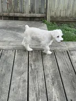 Beautiful Fathers Day Gift, a male Miniature Schnauzer for sale in Adrian, MI – 2 of 5