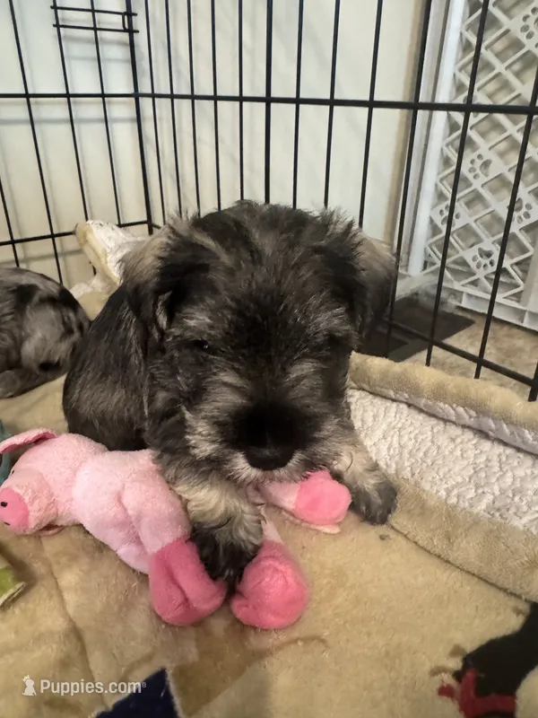 AKC Salt & Pepper – Miniature Schnauzer puppy on hold in Adrian, MI