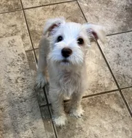 Beautiful AKC Wheaten , a male Miniature Schnauzer for sale in Adrian, MI – 4 of 4