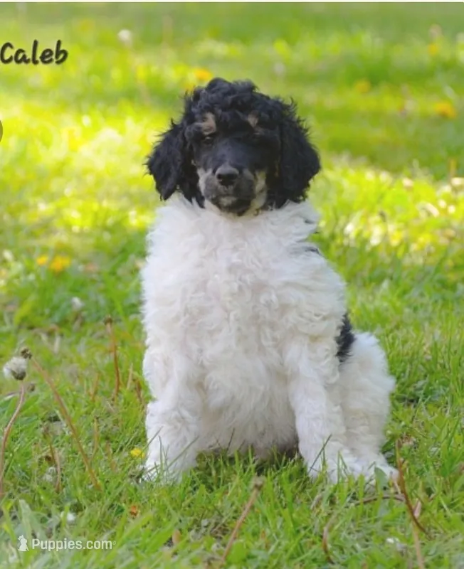 Caleb – Poodle - Standard  puppy for sale in North Adams, MI