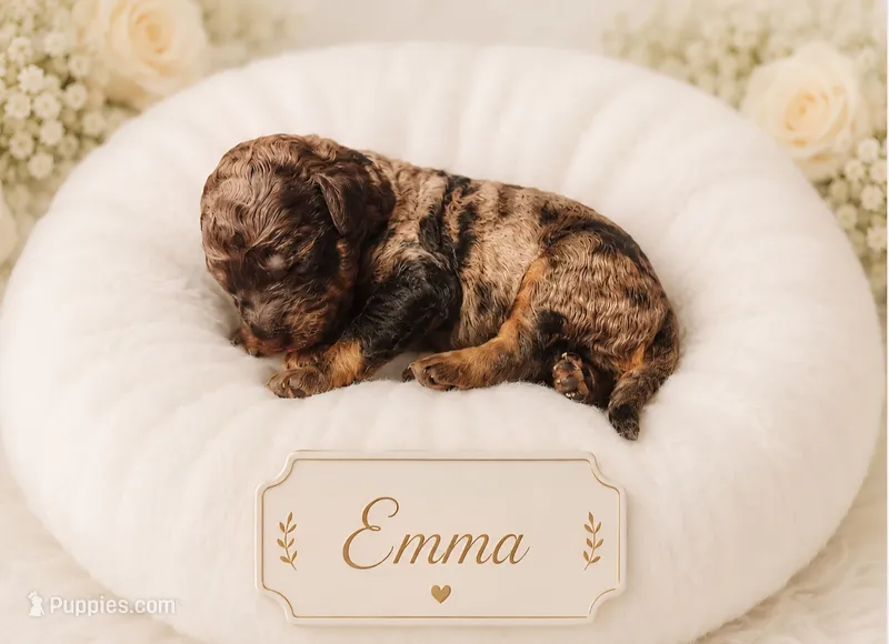 Emma – Bernedoodle puppy for sale in North Adams, MI