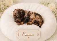 Emma, a female Bernedoodle for sale in North Adams, MI – 1 of 1