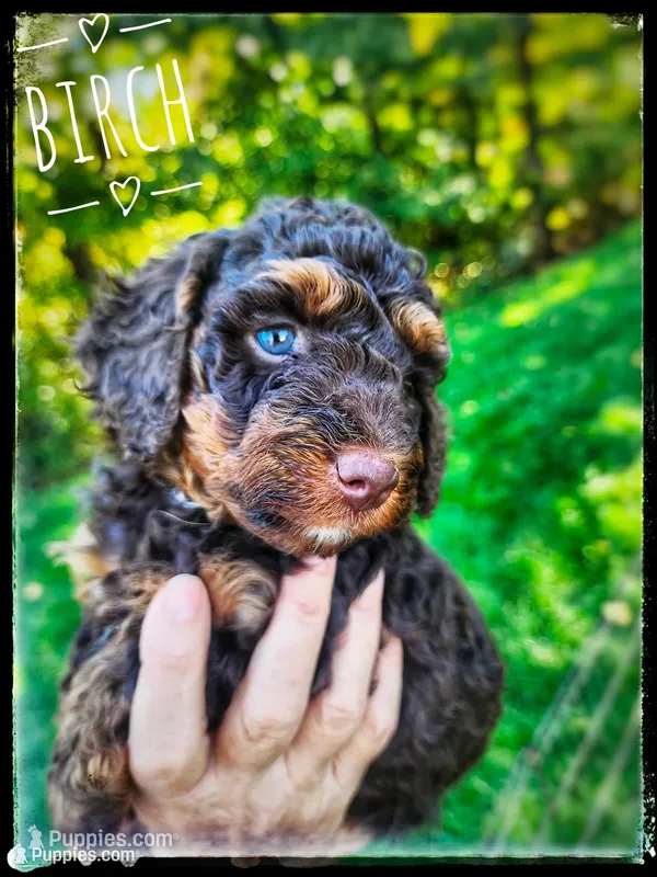 Birch – Poodle - Miniature  puppy for sale in North Adams, MI