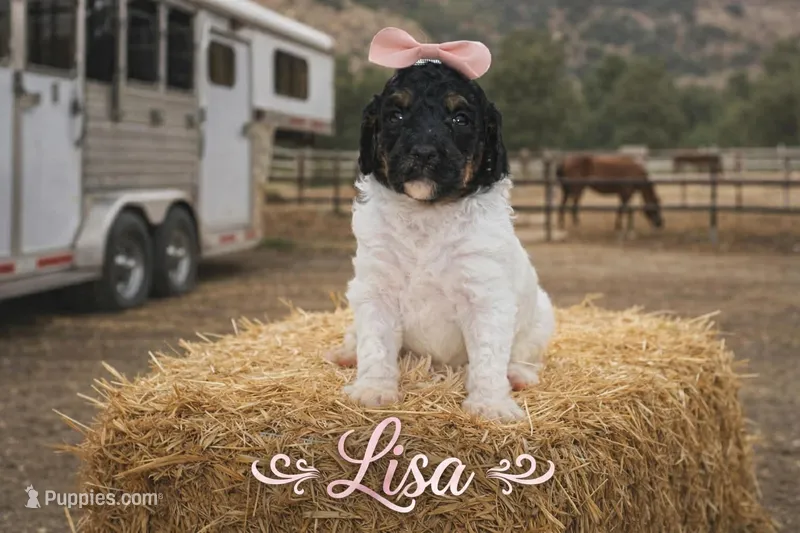 Lisa – Poodle - Standard  puppy for sale in North Adams, MI
