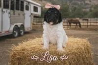 Lisa, a female Poodle - Standard  for sale in North Adams, MI – 1 of 1