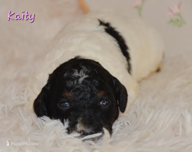 Lisa – Poodle - Standard  puppy for sale in North Adams, MI