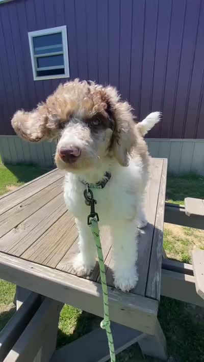 Teddy, a male Poodle - Standard  for sale in North Adams, MI – 2 of 2