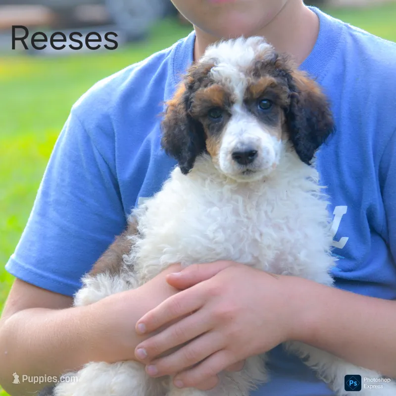 Reeses – Poodle - Standard  puppy for sale in North Adams, MI