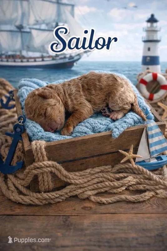 Sailor – Poodle - Toy  puppy for sale in North Adams, MI