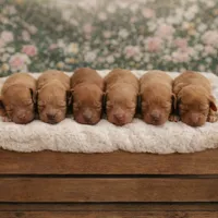 Fawn, a male Poodle - Miniature  for sale in North Adams, MI – Photo 2 of 3