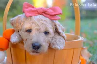 Princess Leia, a female Goldendoodle for sale in North Adams, MI – Photo 3 of 3