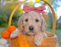 Princess Leia, a female Goldendoodle for sale in North Adams, MI – Photo 1 of 3