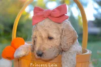 Princess Leia, a female Goldendoodle for sale in North Adams, MI – Photo 2 of 3