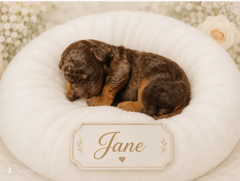 Jane – Bernedoodle puppy for sale in North Adams, MI