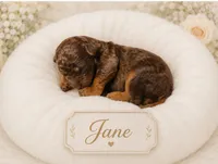 Jane, a female Bernedoodle for sale in North Adams, MI – 1 of 1