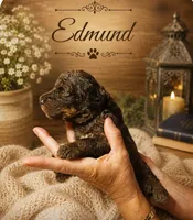 Edmund, a male Bernedoodle for sale in North Adams, MI – 1 of 2