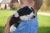 Lorraine, a female Miniature Bernedoodle for sale in North Adams, MI – 2 of 2