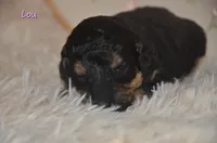 Lou, a female Poodle - Standard  for sale in North Adams, MI – Photo 2 of 2