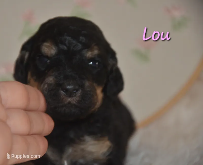 Lou – Poodle - Standard  puppy for sale in North Adams, MI