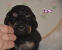 Lou, a female Poodle - Standard  for sale in North Adams, MI – Photo 1 of 2