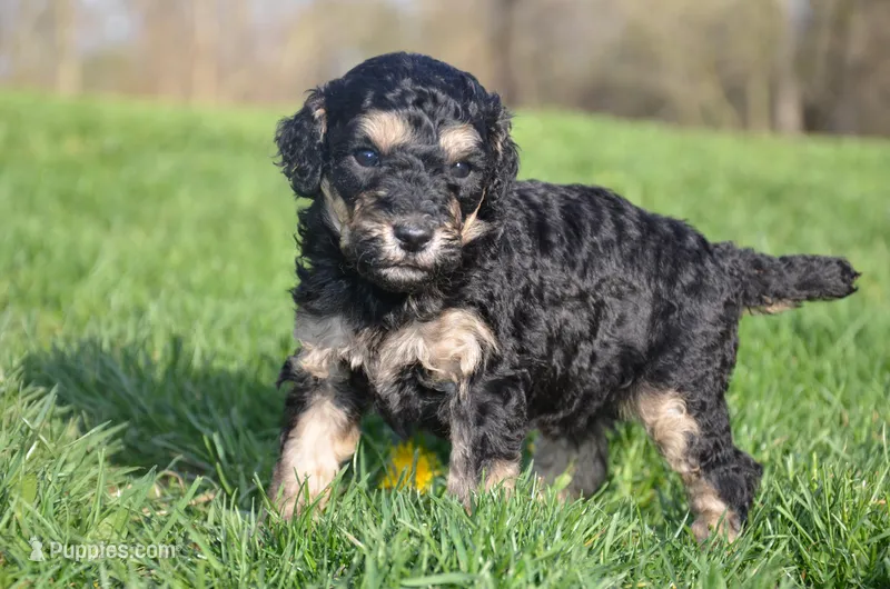 Lou – Poodle - Standard  puppy for sale in North Adams, MI