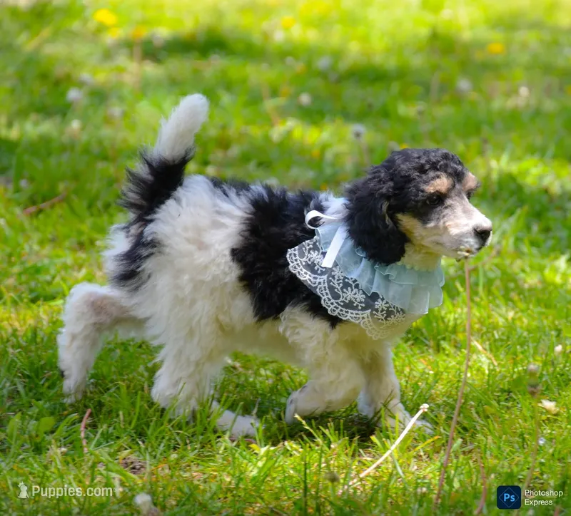 Georgie – Poodle - Standard  puppy for sale in North Adams, MI
