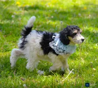 Georgie, a female Poodle - Standard  for sale in North Adams, MI – 1 of 1