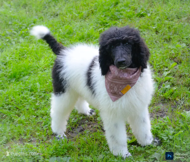 Fudge – Poodle - Standard  puppy for sale in North Adams, MI