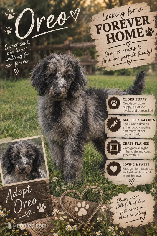 Oreo – Poodle - Standard  puppy for sale in North Adams, MI