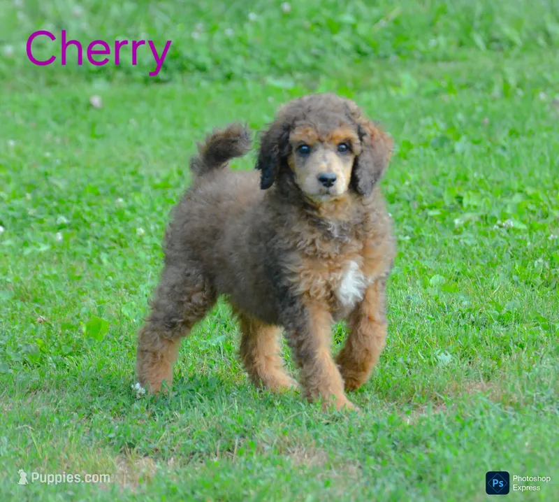 Cherry – Poodle - Standard  puppy for sale in North Adams, MI