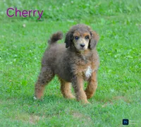 Cherry, a female Poodle - Standard  for sale in North Adams, MI – 1 of 1