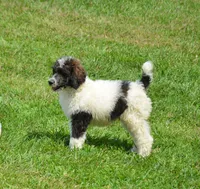 Graham , a male Poodle - Standard  for sale in North Adams, MI – 3 of 3