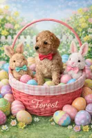 Forest, a male Poodle - Miniature  for sale in North Adams, MI – Photo 3 of 6