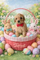 Forest, a male Poodle - Miniature  for sale in North Adams, MI – Photo 2 of 6