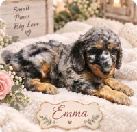 Emma, a female Bernedoodle for sale in North Adams, MI – 1 of 2