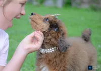 Cherry, a female Poodle - Standard  for sale in North Adams, MI – 4 of 4