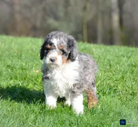 Colin, a male Miniature Bernedoodle for sale in North Adams, MI – Photo 1 of 2