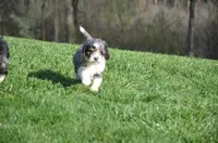 Colin, a male Miniature Bernedoodle for sale in North Adams, MI – Photo 2 of 2