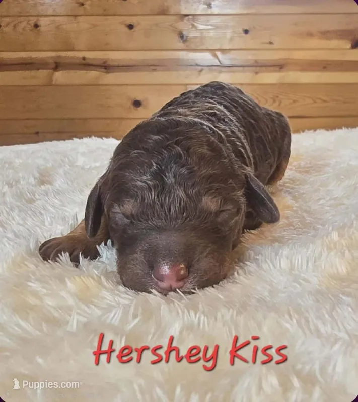 Hersey Kiss