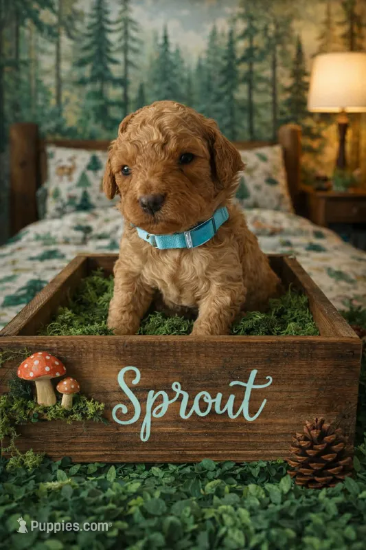 Sprout