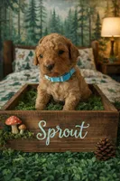 Sprout, a male Poodle - Miniature  for sale in North Adams, MI – Photo 2 of 3