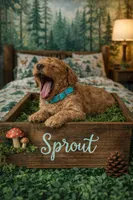 Sprout, a male Poodle - Miniature  for sale in North Adams, MI – Photo 3 of 3