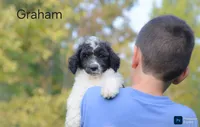 Graham , a male Poodle - Standard  for sale in North Adams, MI – 1 of 1